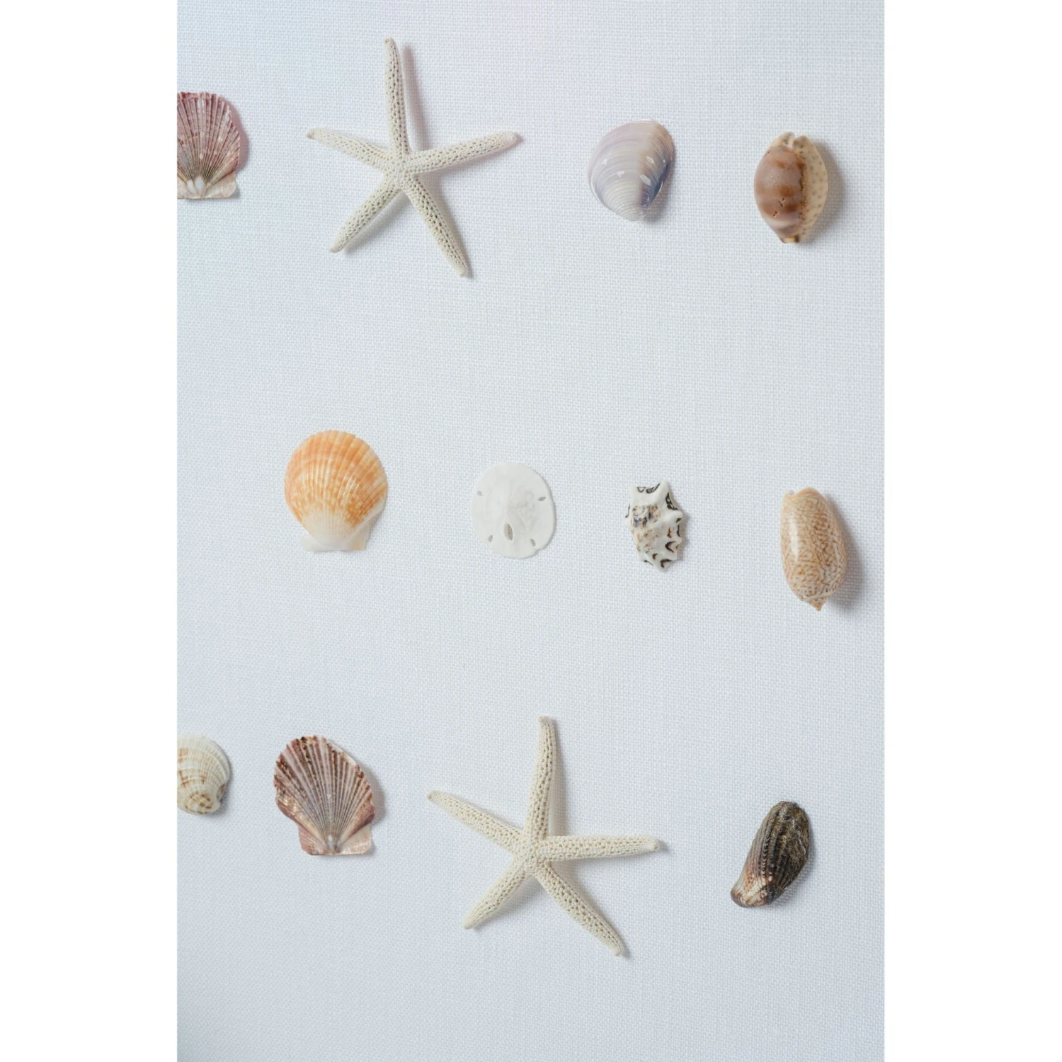 Bespoke Shell Study Art - Champagne Bamboo Frame 4 Bespoke Shell Study Art - Champagne Bamboo Frame - Image 4