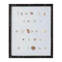 Bespoke Shell Study Art - Walnut Bamboo Frame -Sabre Home Decor Sale 14 c7c90ab8 84a7 49ef 91ad b8ee65d23fba