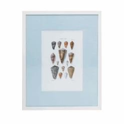 Shell Studies Framed Art Print