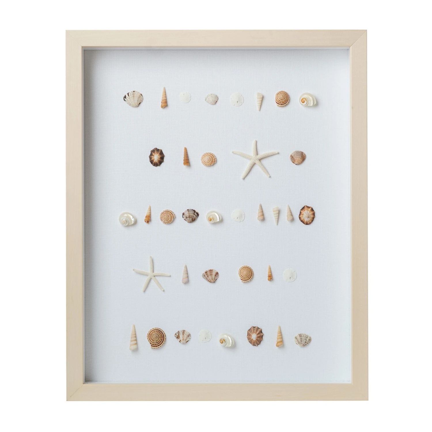 Bespoke Shell Study Art - Maple Frame 1 Bespoke Shell Study Art - Maple Frame