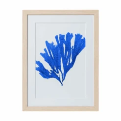 Seaweed Framed Art - Print F -Sabre Home Decor Sale 5 3a2ddaea 8064 46b6 aa51 178b814d434c