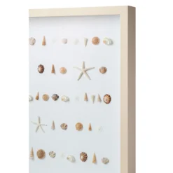 Bespoke Shell Study Art - Maple Frame 11 Bespoke Shell Study Art - Maple Frame -Sabre Home Decor Sale 5copy