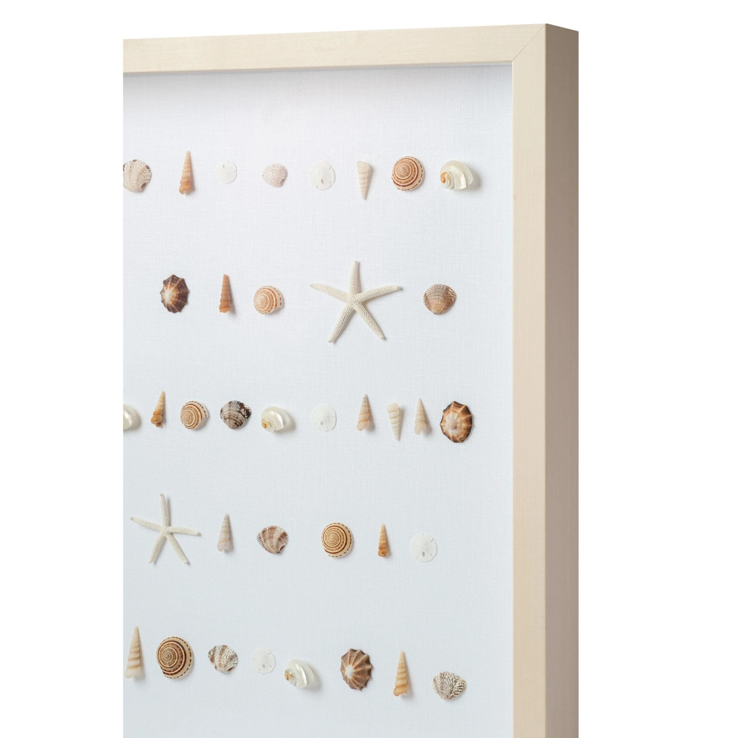 Bespoke Shell Study Art - Maple Frame 6 Bespoke Shell Study Art - Maple Frame - Image 6