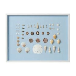 Bespoke Shell Study Framed Art II - Light Blue