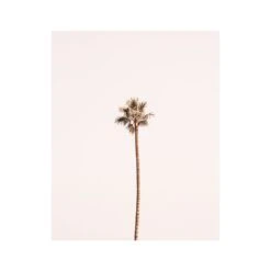 Lonely Palm Print