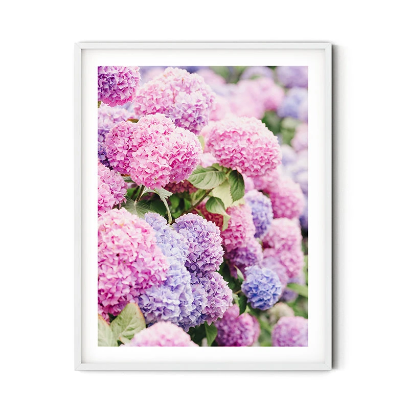 Pink Nantucket Hydrangeas Print 4 Pink Nantucket Hydrangeas Print - Image 4
