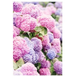 Pink Nantucket Hydrangeas Print