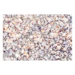 Lady Slipper Shells 2 Print