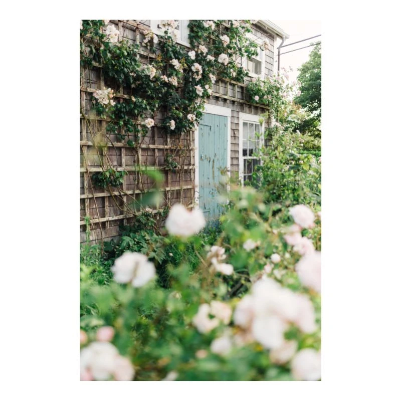 Sconset Blue Door And Roses Print 1 Sconset Blue Door And Roses Print