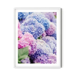 Blue And Pink Nantucket Hydrangeas Print 7 Blue And Pink Nantucket Hydrangeas Print -Sabre Home Decor Sale BlueandPinkNantucketHydrangeassolo