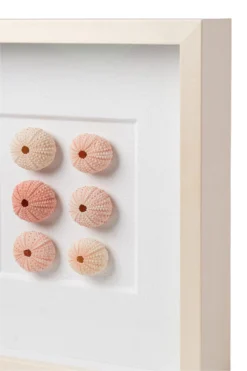 Sea Urchin Framed Art -Sabre Home Decor Sale DTS 20250116 CailiniCoastal 0010 scaled