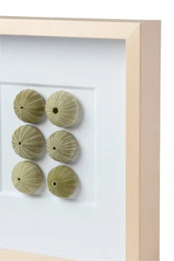 Sea Urchin Framed Art -Sabre Home Decor Sale DTS 20250116 CailiniCoastal 0014 scaled
