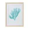 Seaweed Framed Art - Print F