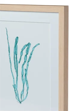 Seaweed Framed Art - Print E -Sabre Home Decor Sale DTS 20250116 CailiniCoastal 0022 scaled