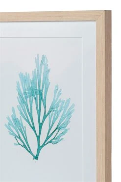 Seaweed Framed Art - Print C 10 Seaweed Framed Art - Print C -Sabre Home Decor Sale DTS 20250116 CailiniCoastal 0026