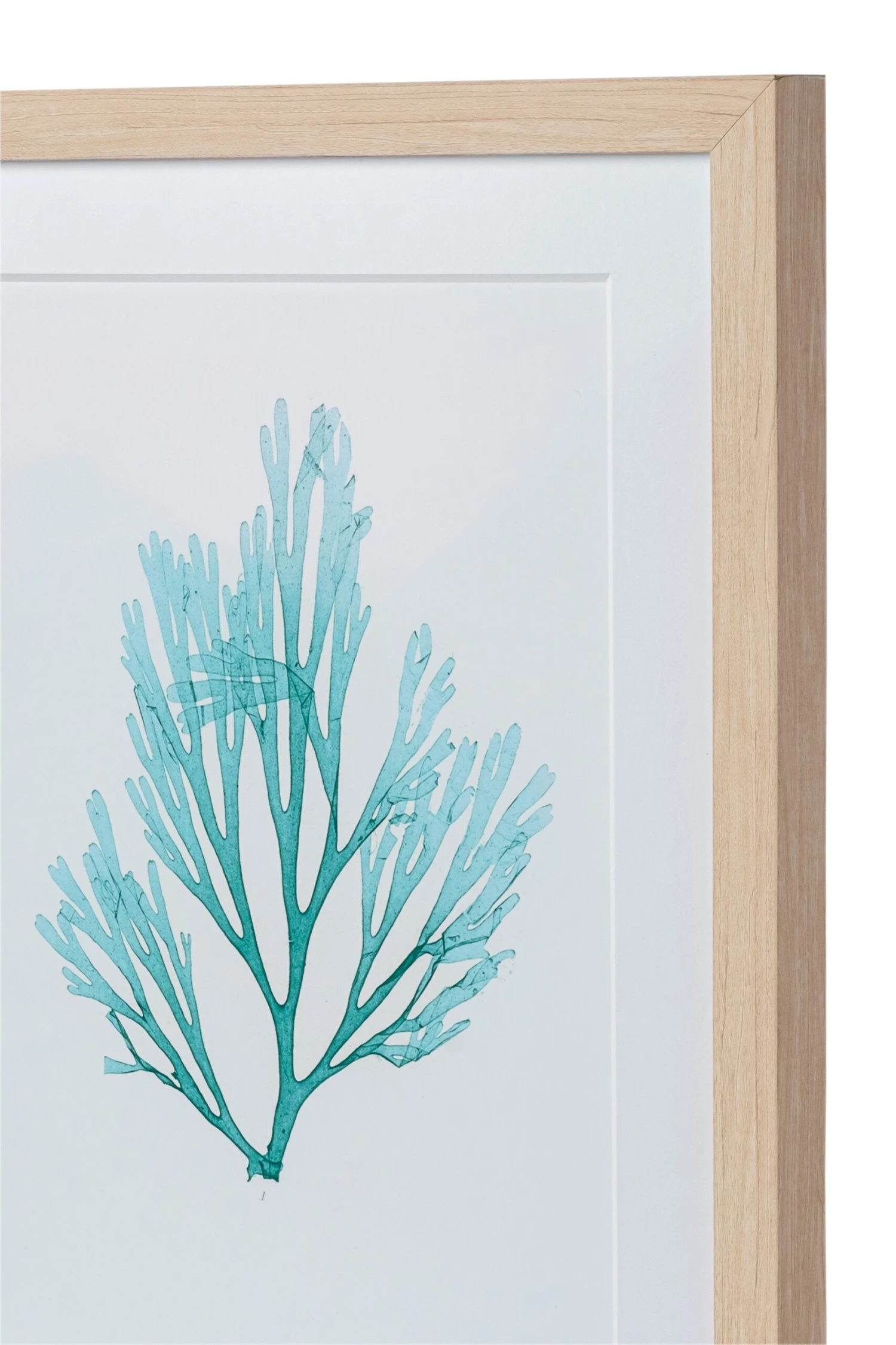 Seaweed Framed Art - Print C 3 Seaweed Framed Art - Print C - Image 3