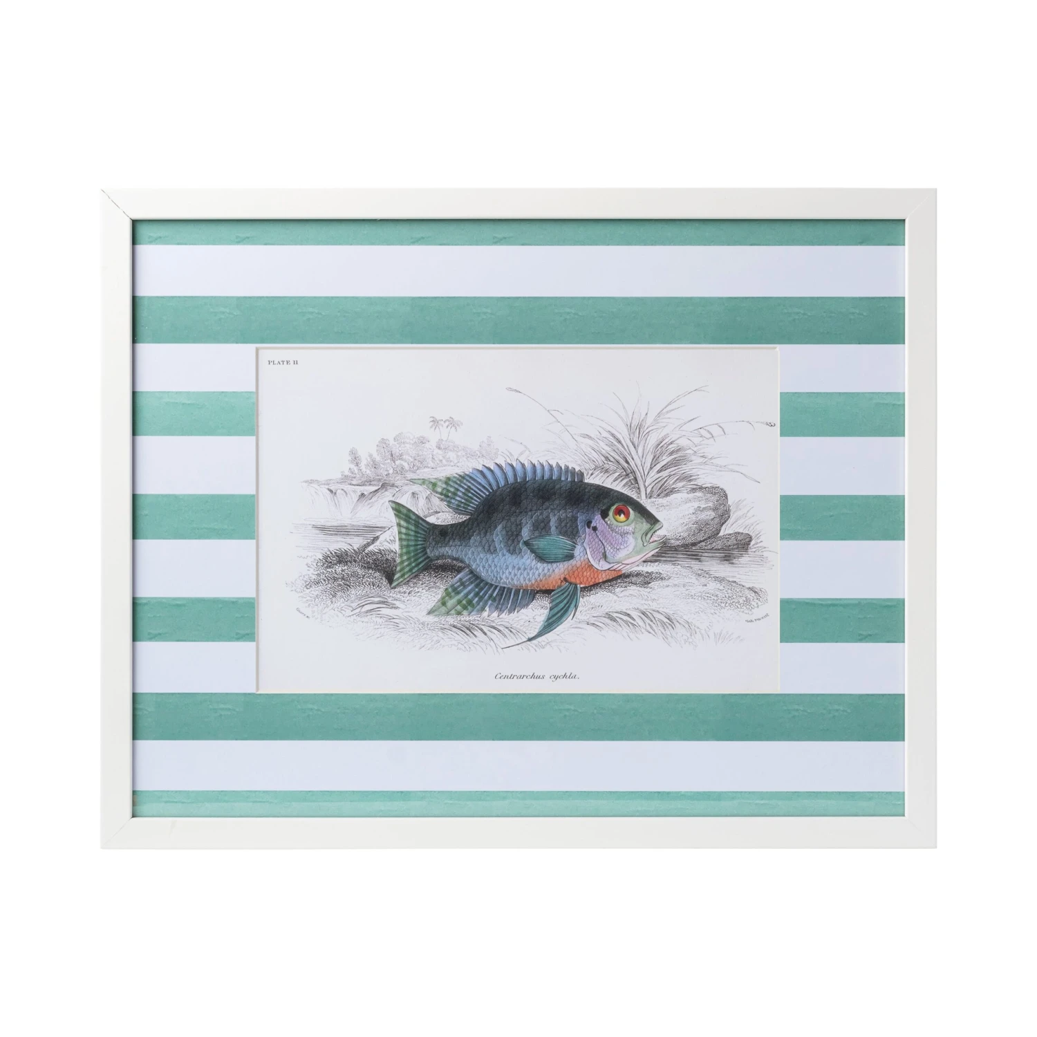 Stripe Fish Framed Art Print - C 4 Stripe Fish Framed Art Print - C - Image 4