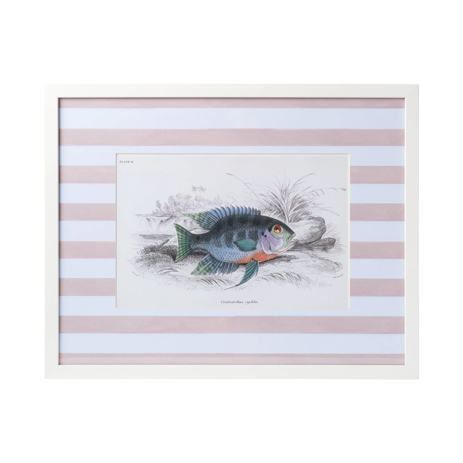 Stripe Fish Framed Art Print - C 5 Stripe Fish Framed Art Print - C - Image 5