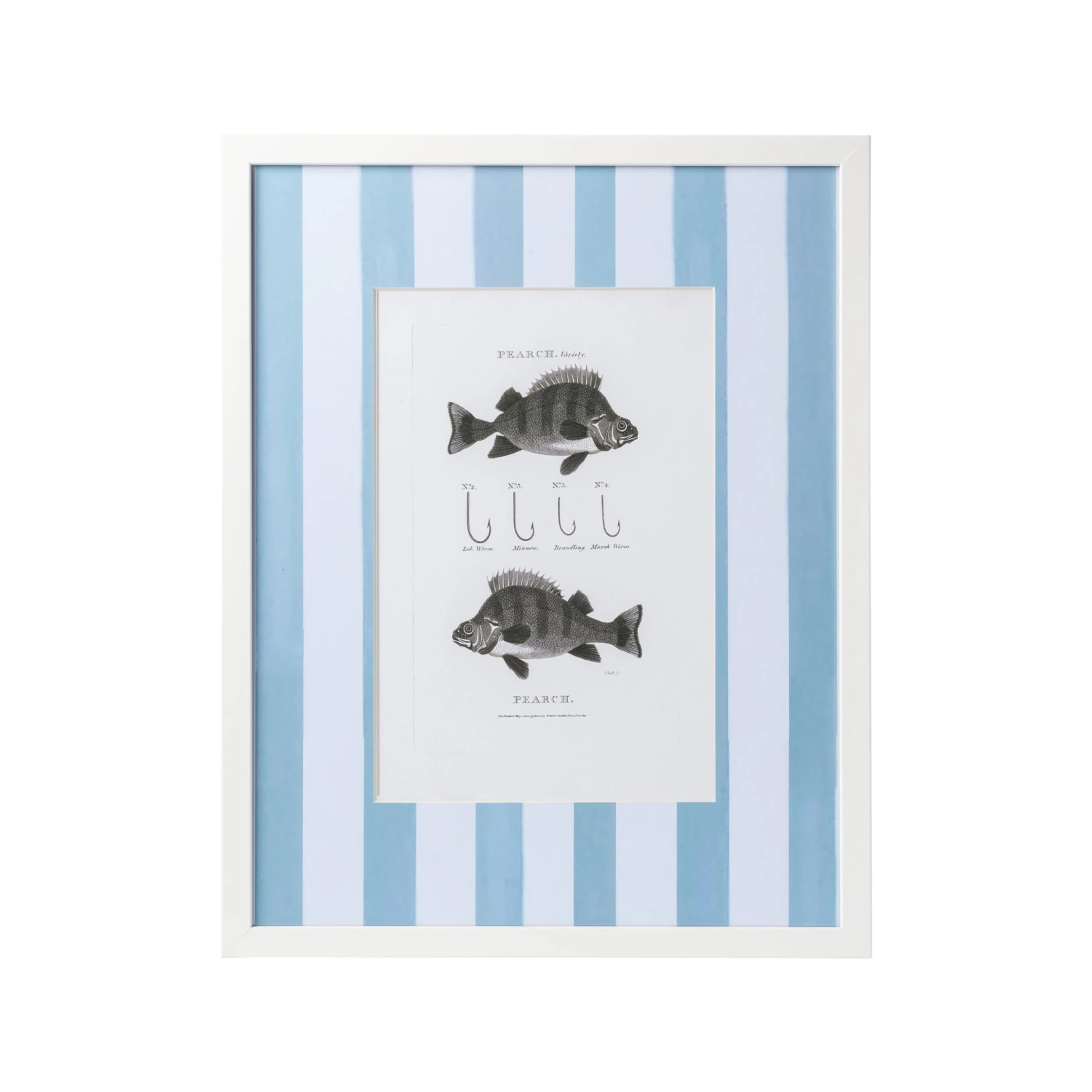 Vintage Freshwater Fish Print Framed Art 16 Vintage Freshwater Fish Print Framed Art - Image 16