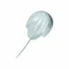 Horseshoe Crab Wall Art