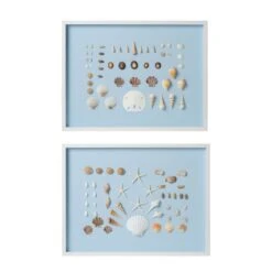 Bespoke Shell Studies Art Set