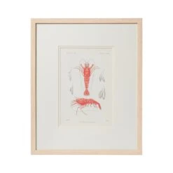 Crustacean Framed Art Print
