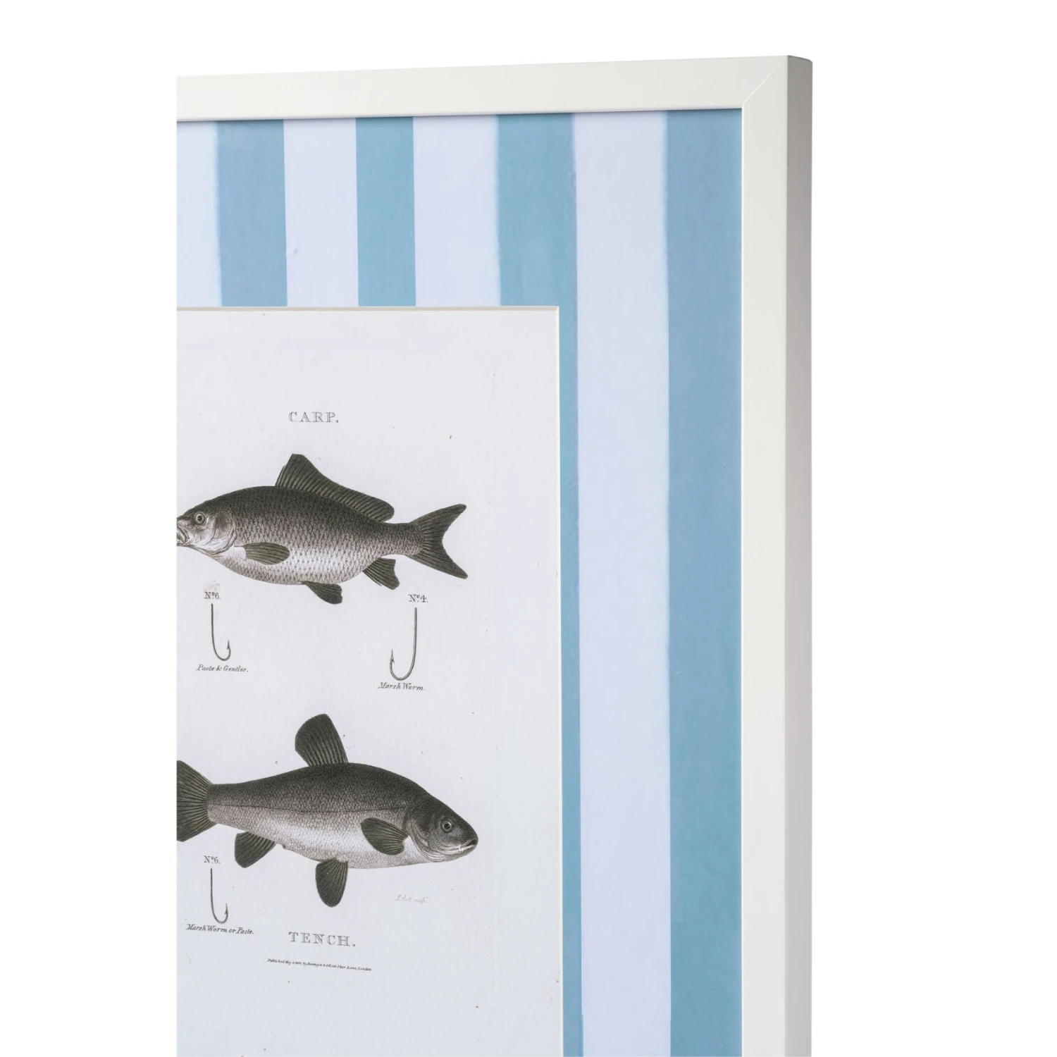 Vintage Freshwater Fish Print Framed Art 8 Vintage Freshwater Fish Print Framed Art - Image 8