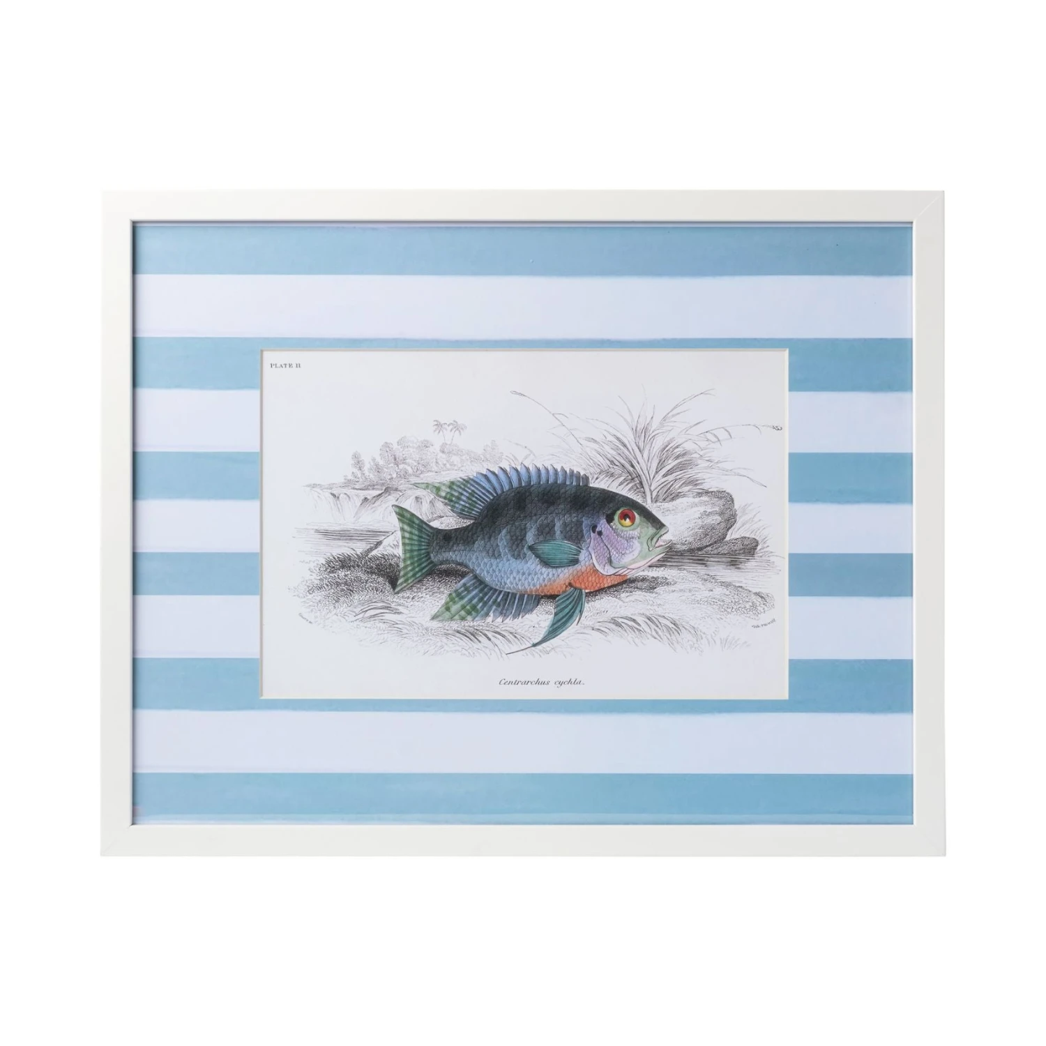 Stripe Fish Framed Art Print - C 1 Stripe Fish Framed Art Print - C