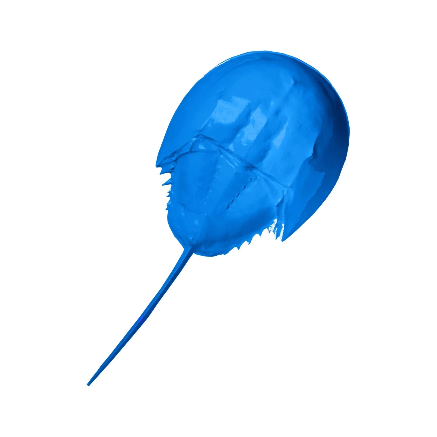 Horseshoe Crab Wall Art 2 Horseshoe Crab Wall Art - Image 2